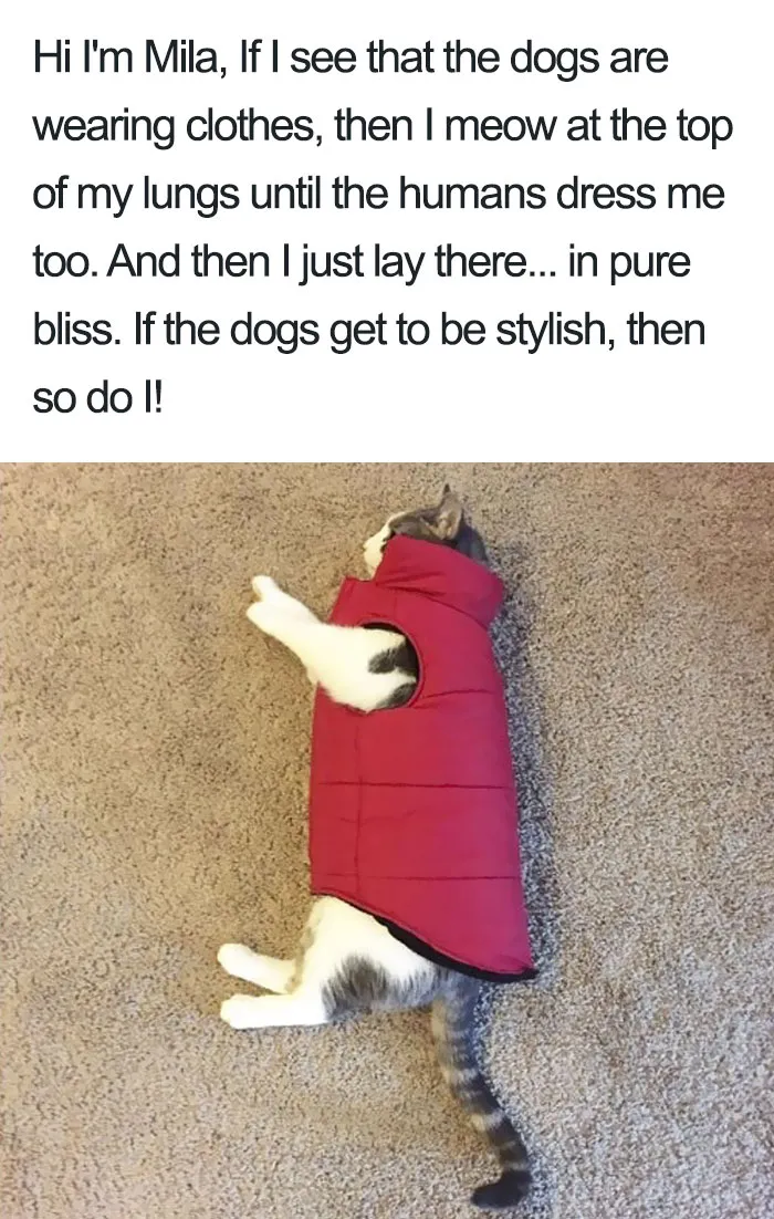 50 Times Asshole Cats Were Publicly Shamed For Their Hilariously Horrible Crimes