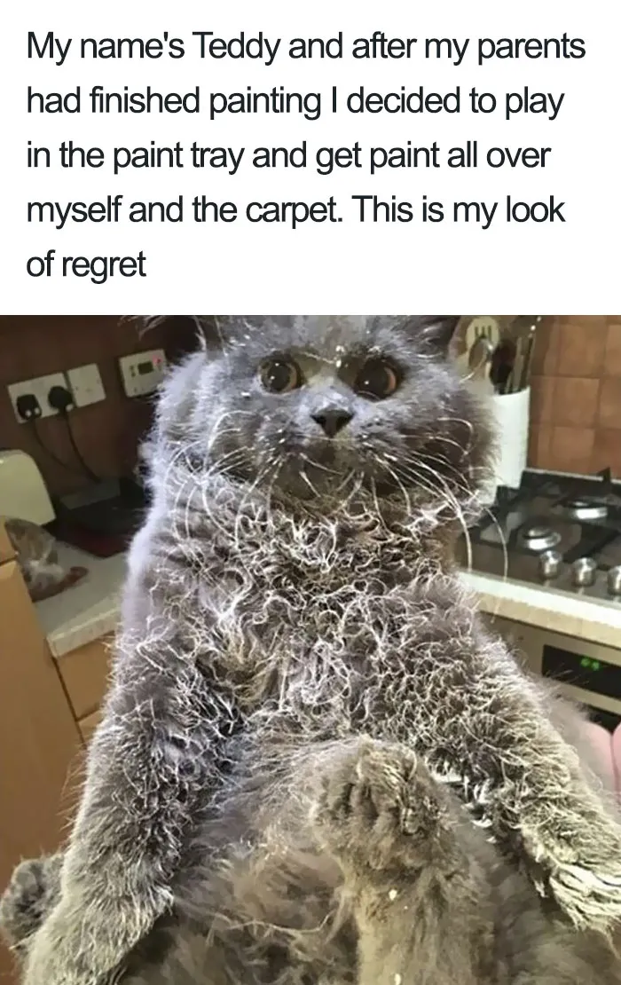 50 Times Asshole Cats Were Publicly Shamed For Their Hilariously Horrible Crimes