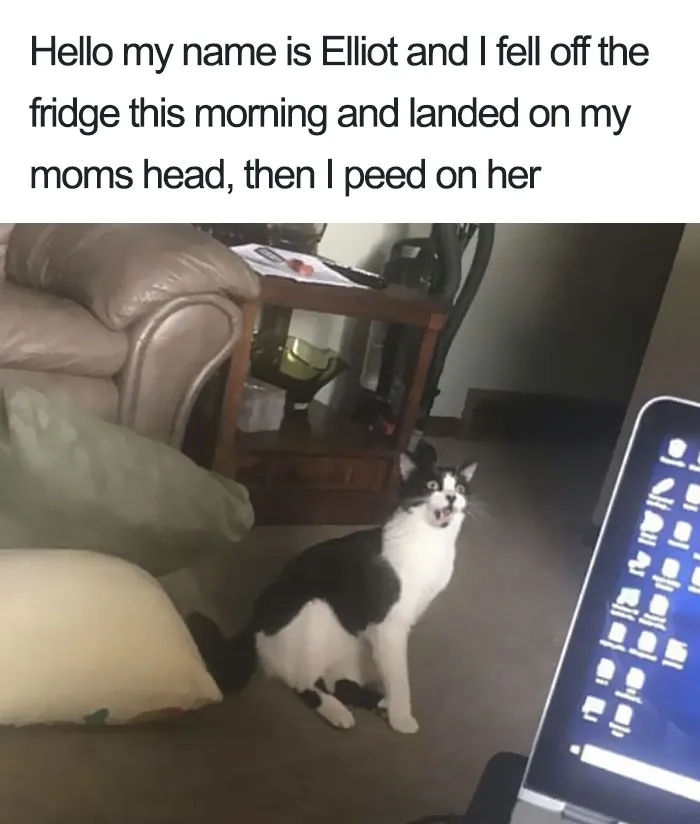 50 Times Asshole Cats Were Publicly Shamed For Their Hilariously Horrible Crimes