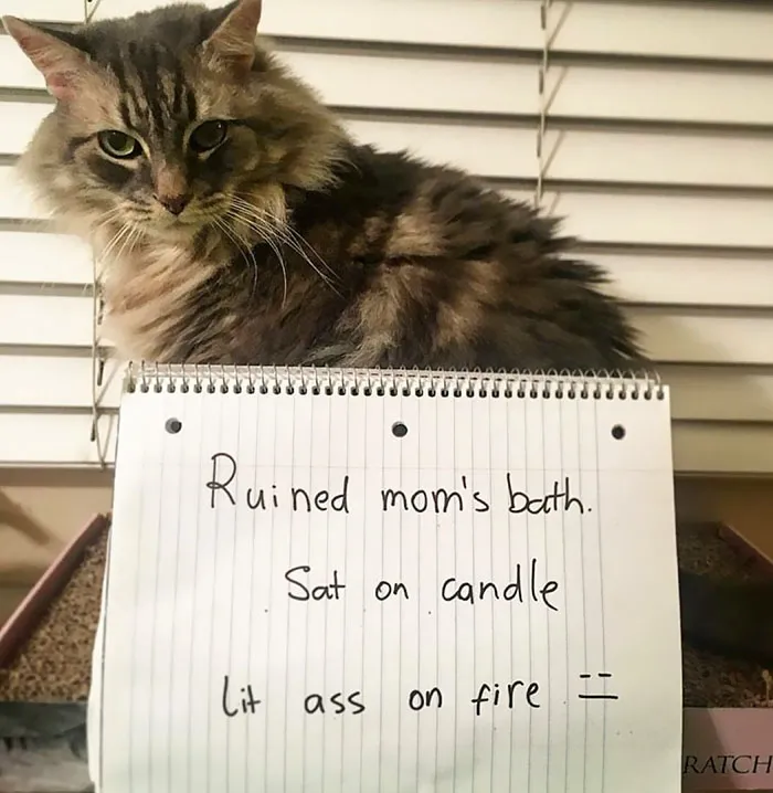 50 Times Asshole Cats Were Publicly Shamed For Their Hilariously Horrible Crimes