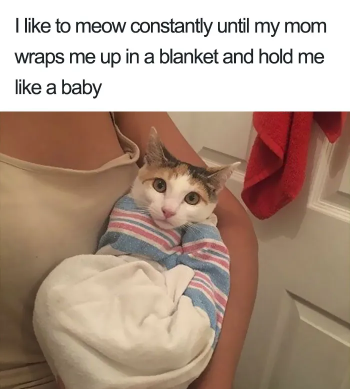 50 Times Asshole Cats Were Publicly Shamed For Their Hilariously Horrible Crimes