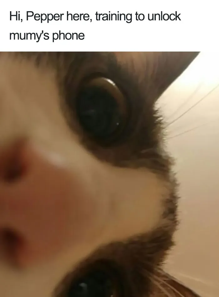 50 Times Asshole Cats Were Publicly Shamed For Their Hilariously Horrible Crimes