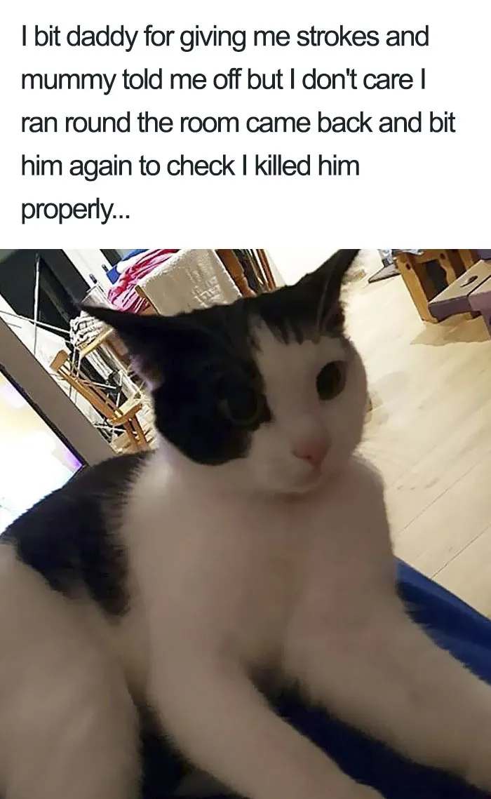 50 Times Asshole Cats Were Publicly Shamed For Their Hilariously Horrible Crimes
