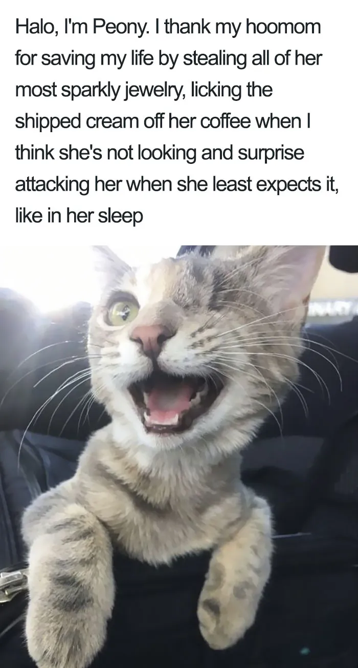 50 Times Asshole Cats Were Publicly Shamed For Their Hilariously Horrible Crimes
