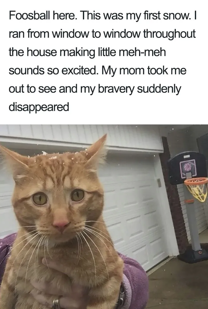 50 Times Asshole Cats Were Publicly Shamed For Their Hilariously Horrible Crimes