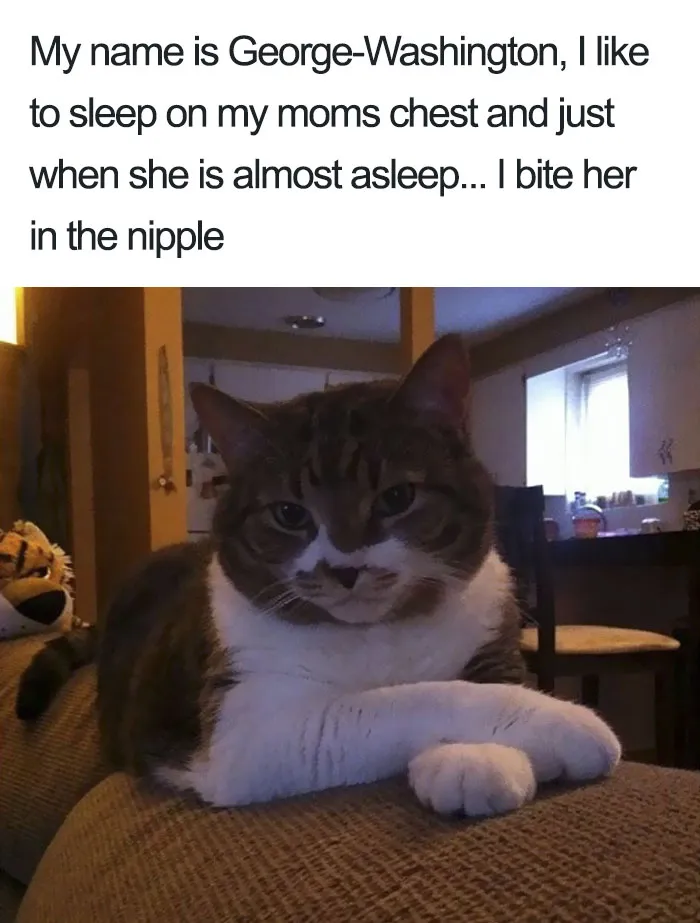 50 Times Asshole Cats Were Publicly Shamed For Their Hilariously Horrible Crimes