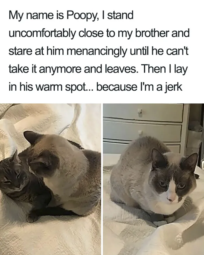 50 Times Asshole Cats Were Publicly Shamed For Their Hilariously Horrible Crimes