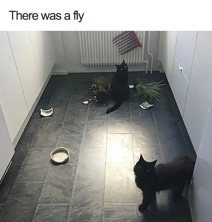 50 Times Asshole Cats Were Publicly Shamed For Their Hilariously Horrible Crimes