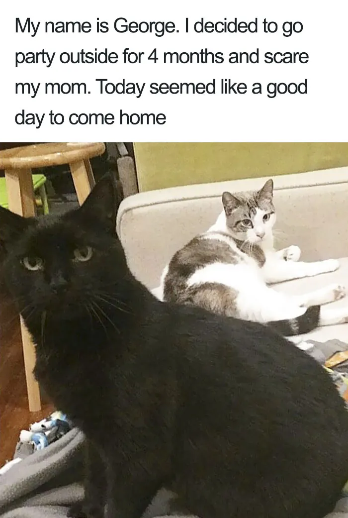 50 Times Asshole Cats Were Publicly Shamed For Their Hilariously Horrible Crimes