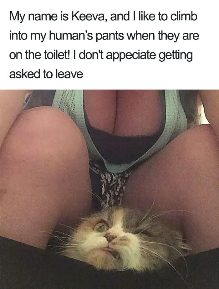 50 Times Asshole Cats Were Publicly Shamed For Their Hilariously Horrible Crimes