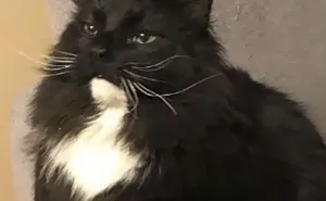 50 Times Asshole Cats Were Publicly Shamed For Their Hilariously Horrible Crimes