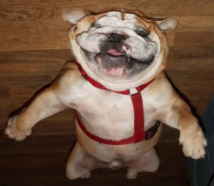 25+ Divertidos "perros globo" que se han quedado pegados al techo