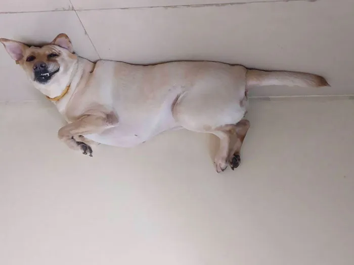 25+ Divertidos "perros globo" que se han quedado pegados al techo