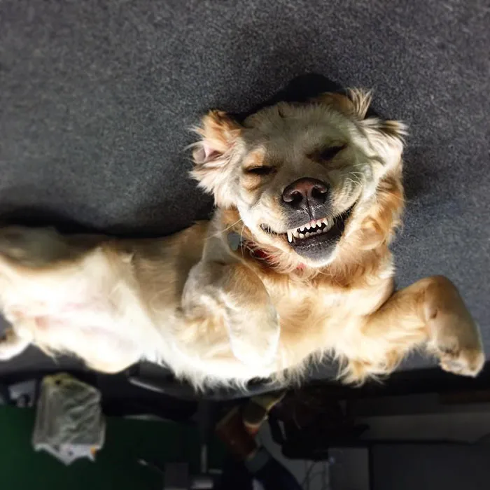 25+ Divertidos "perros globo" que se han quedado pegados al techo