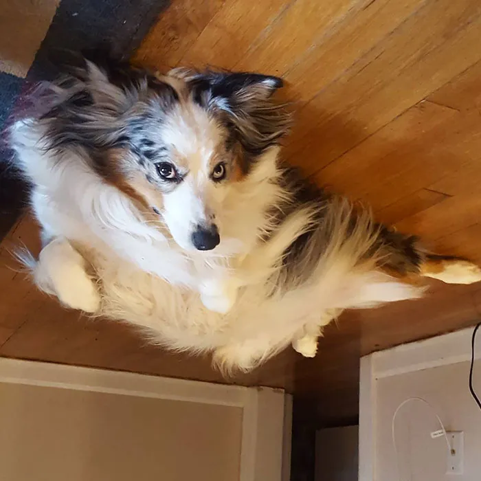 45 Hilarious 'Dog Balloons' That Floated Up To The Ceiling And Got Stuck