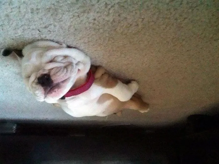 25+ Divertidos "perros globo" que se han quedado pegados al techo