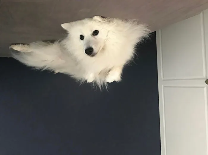 25+ Divertidos "perros globo" que se han quedado pegados al techo