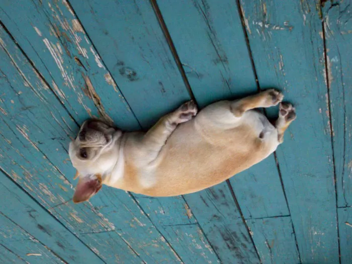 45 Hilarious 'Dog Balloons' That Floated Up To The Ceiling And Got Stuck