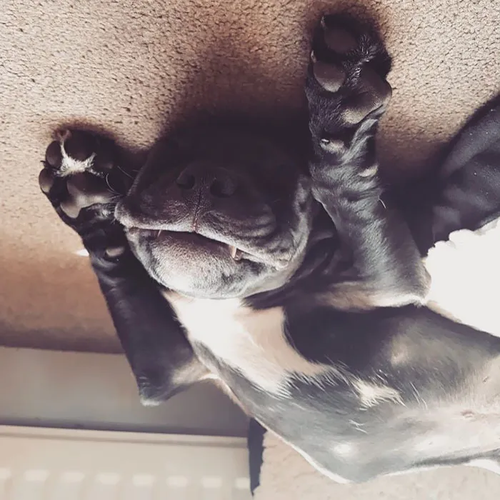25+ Divertidos "perros globo" que se han quedado pegados al techo