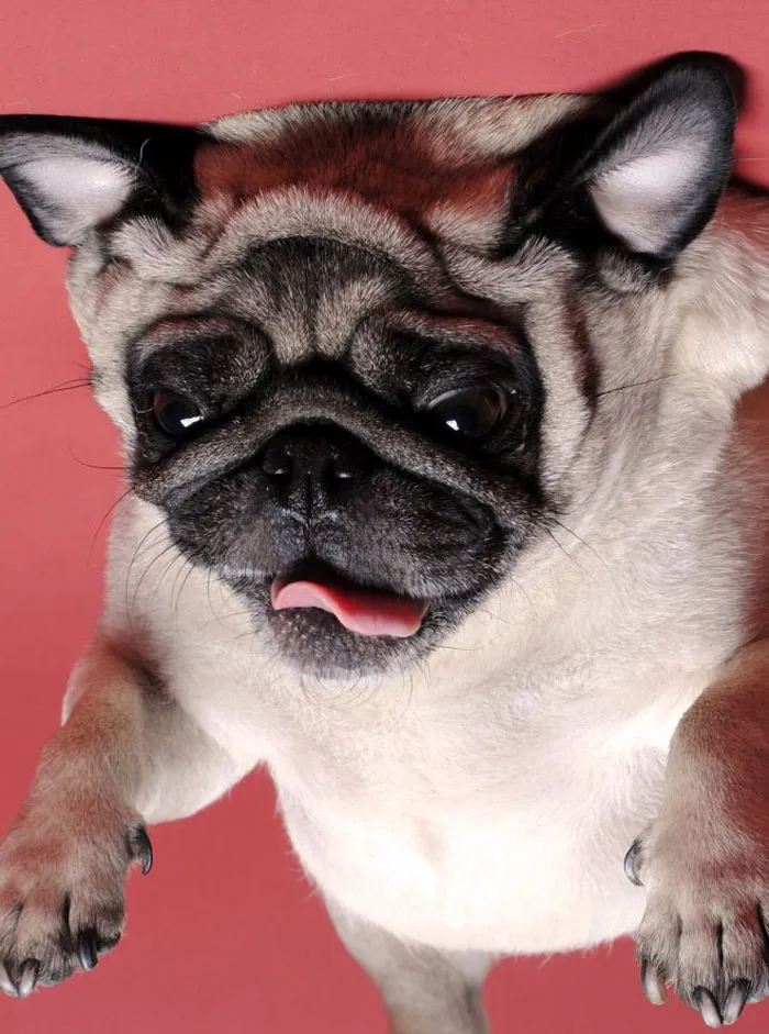 25+ Divertidos "perros globo" que se han quedado pegados al techo