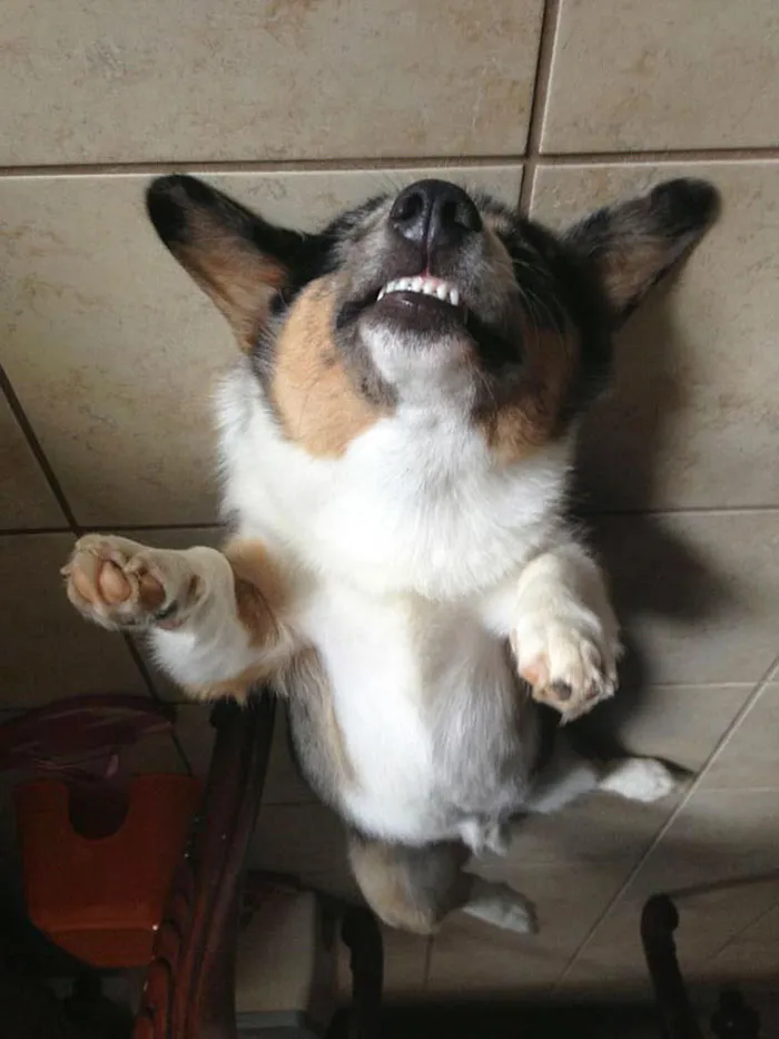 25+ Divertidos "perros globo" que se han quedado pegados al techo