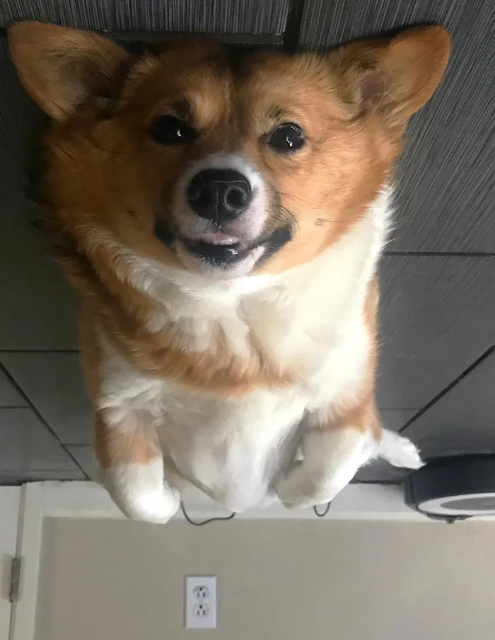 25+ Divertidos "perros globo" que se han quedado pegados al techo