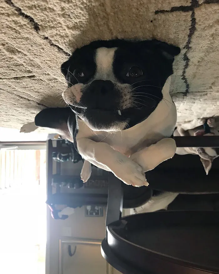 25+ Divertidos "perros globo" que se han quedado pegados al techo