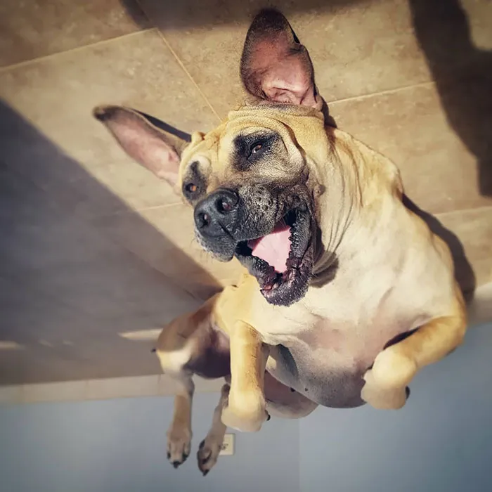 45 Hilarious 'Dog Balloons' That Floated Up To The Ceiling And Got Stuck