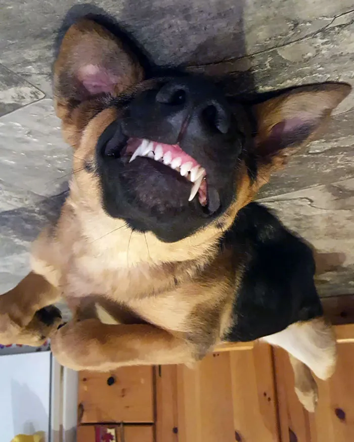 25+ Divertidos "perros globo" que se han quedado pegados al techo