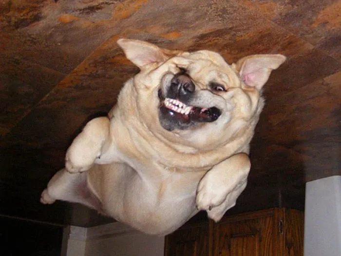 25+ Divertidos "perros globo" que se han quedado pegados al techo