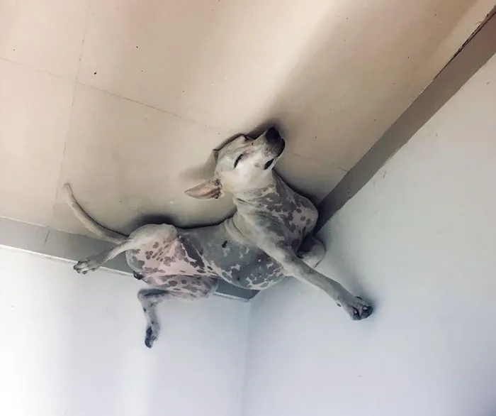 45 Hilarious 'Dog Balloons' That Floated Up To The Ceiling And Got Stuck