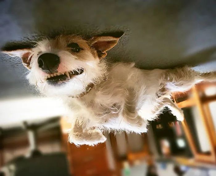 25+ Divertidos "perros globo" que se han quedado pegados al techo