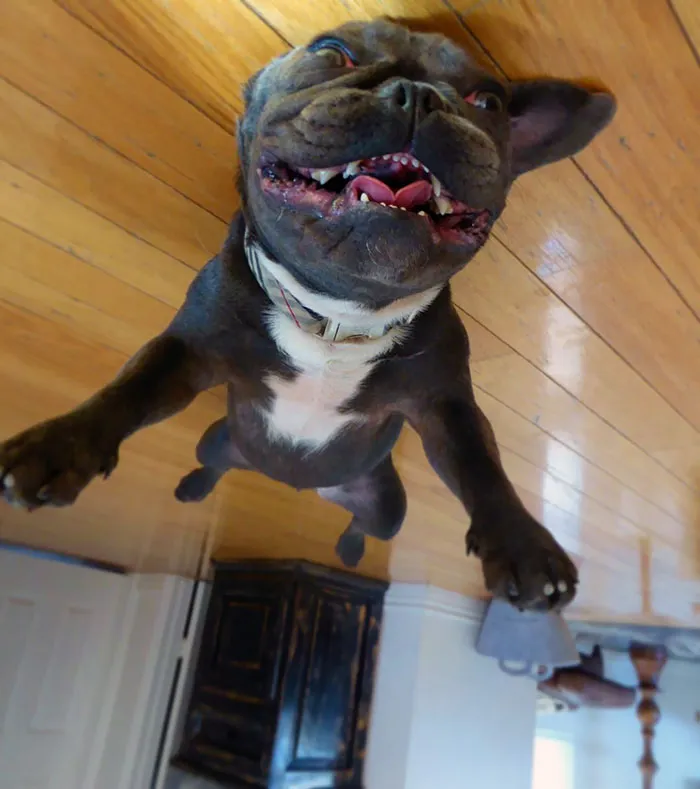25+ Divertidos "perros globo" que se han quedado pegados al techo