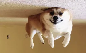 45 Hilarious 'Dog Balloons' That Floated Up To The Ceiling And Got Stuck