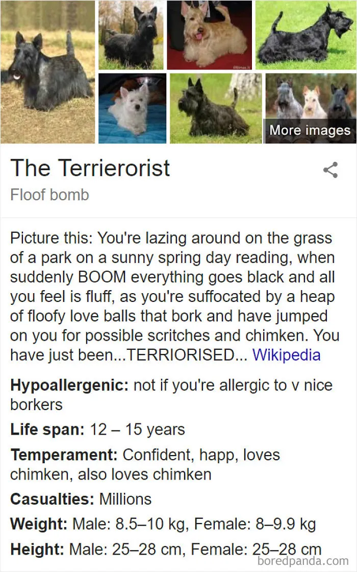 The Terrierorist
