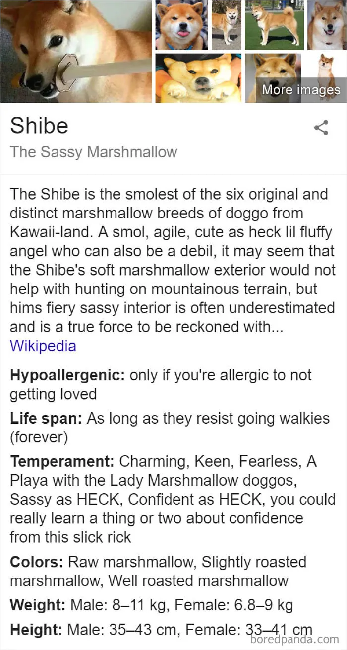 Shibe