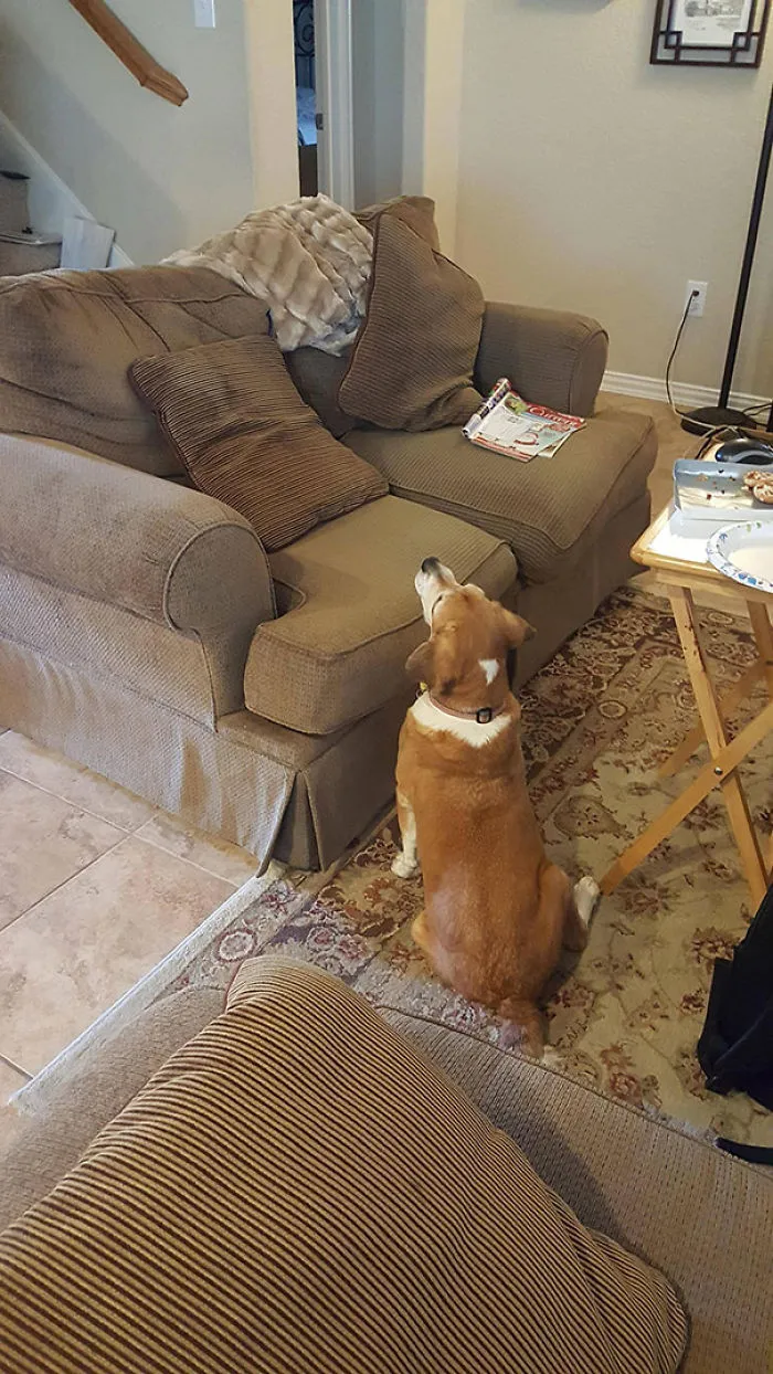 Cuando tu perro ciego pide comida