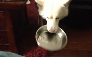 146 Funny Photos Of Dogs Begging For Food That You Just Can't Say No To