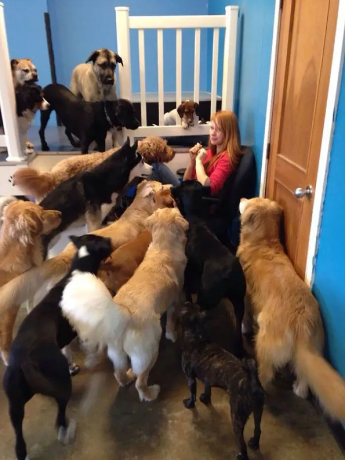 Cuando intentas comer algo con carne en la guardería de perros