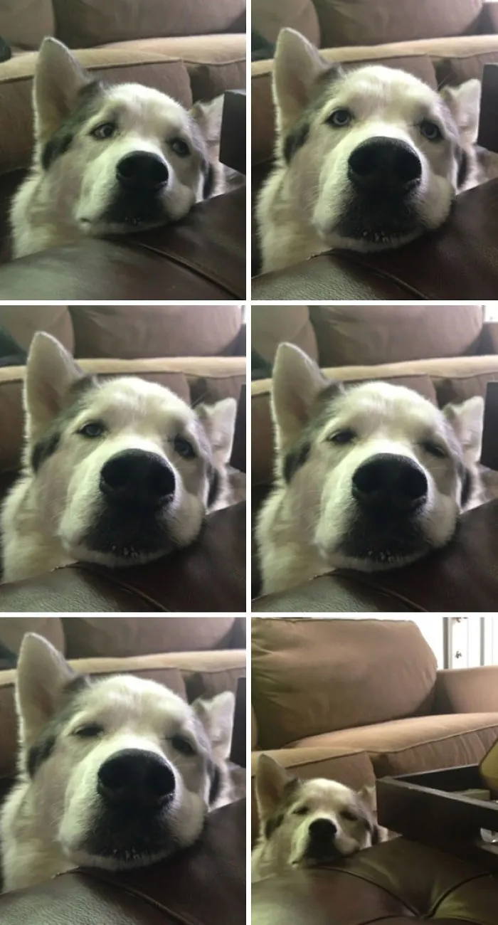 Sabes que tu perro se hace viejo cuando se duerme mientras te pide comida