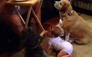 146 Funny Photos Of Dogs Begging For Food That You Just Can't Say No To