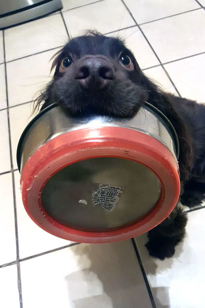 Indicando sutilmente que tiene hambre