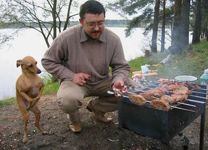 Dobby Wants Food But Dobby Is A Good Boi So He Does Not Bork