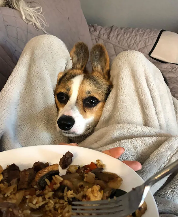 ¿Me das comida?
