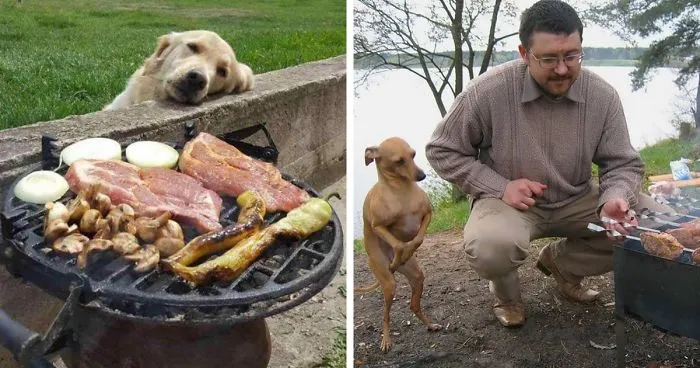 146 Funny Photos Of Dogs Begging For Food That You Just Can't Say No To