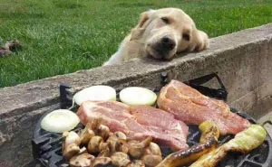 146 Funny Photos Of Dogs Begging For Food That You Just Can't Say No To