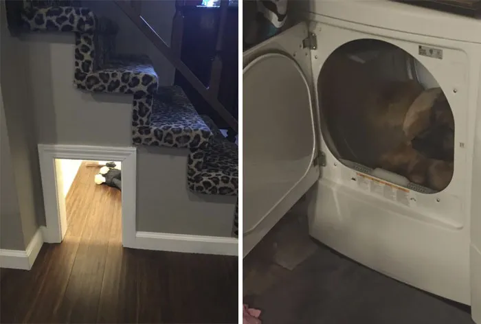Last Year, I Built A Sound-Proofed, Built-In Doghouse Under My Stairs, So Bucky Would Have A Safe Place To Hide When He Got Scared. On The 4th Of July, He Let Me Know, In No Uncertain Terms, That I Had Wasted My Time