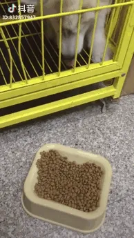 "Why Can't I Eat It?!"