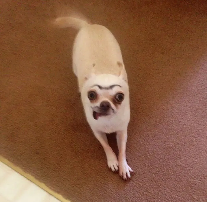 Mi hijo le ha dibujado cejas y bigote al chihuahua