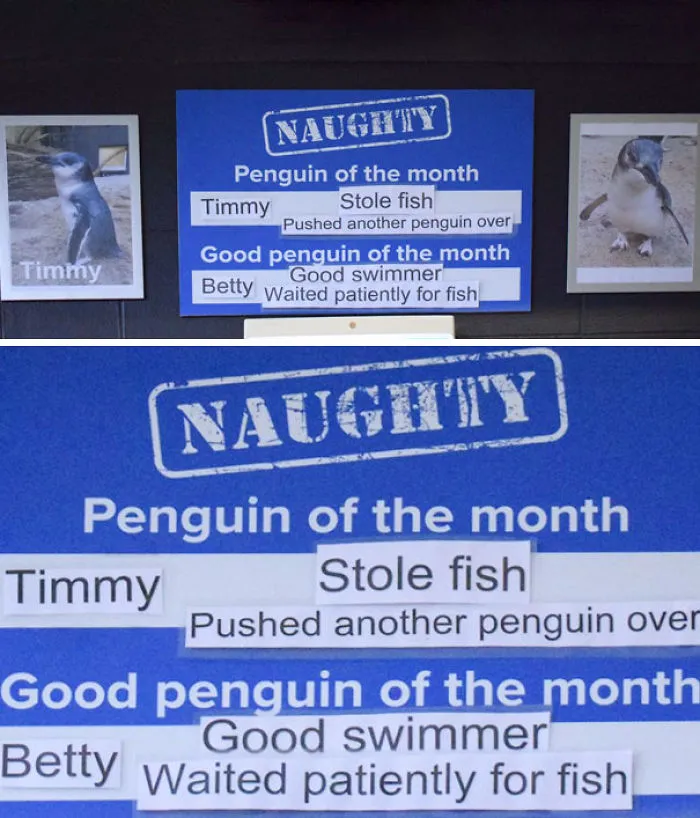 This Aquarium Picks The Naughtiest Penguin Of The Month, And The 'Crimes' Are Too Funny